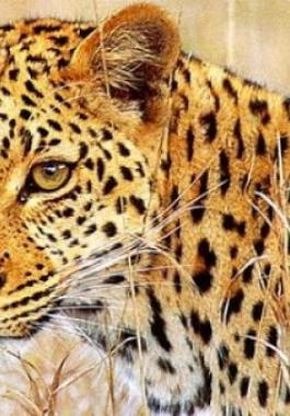 بالفيديو: كاميرا خفية تصور فهدا 