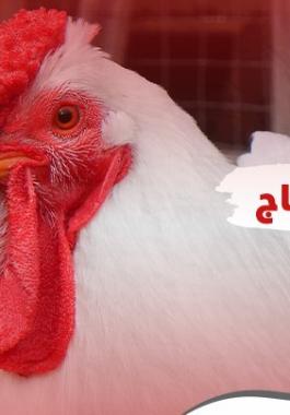 اسعار الدجاج