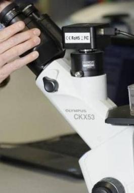 أقدم شعرة.jpg