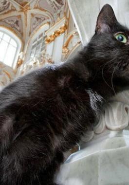 طبيب فرنسى ترك 3 آلاف يورو تركة لأشهر قطط روسيا