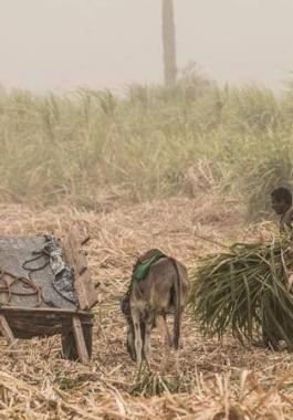 مصر: على أعتاب الاكتفاء الذاتي في سلعة استراتيجية