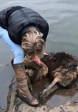 امراة تقفز في نهر متجمد لانقاذ كلب