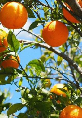 البرتقال التونسي | زيادة في الإنتاج وصعوبات في التصدير