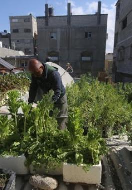 شاهدوا: فلسطيني يحول سطح منزله إلى حديقة خضراوات في غزة