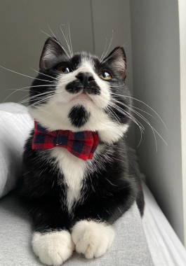 قط ينال شهرة كبيرة بسبب 