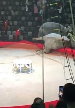 بالفيديو | عراك فيلين في 