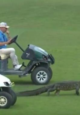 تمساح يخرج من النهر ويقتحم بطولة جولف فى ولاية لويزيانا الأمريكية