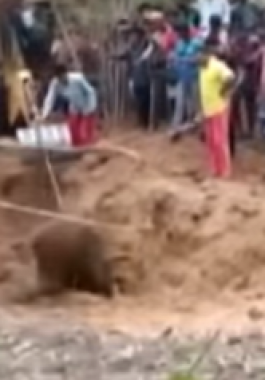 السطات الهندية تنقذ فيل صغير بعد سقوطه فى بئر عميق