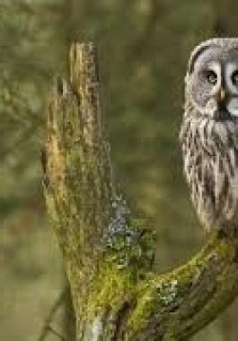 شاهدوا | رصد أنواع نادرة من 