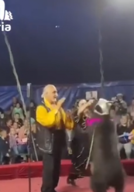 دب يهجم على مدربته ومساعديها خلال عرض سيرك في مدينة روسية