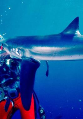 رحلة غواصة أسترالية مع حب أسماك القرش والدفاع عنها