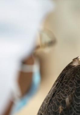 بالصور: بيع صقر بمبلغ قياسي في مزاد دولي بالسعودية