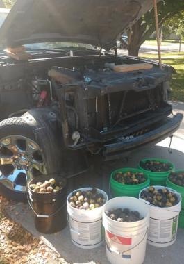 سنجاب يحول سيارة رجل أمريكى إلى مخزن ثمار جوز الهند