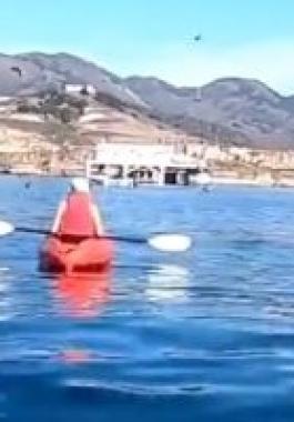 حوت يحاول التهام زروق صغير على متنه شخصان.. عكس طبيعته المسالمة