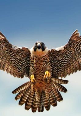 شاهد: ليبيا.. بيع 