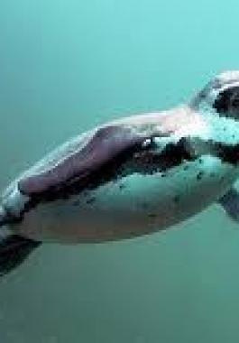 بالفيديو: حيوان