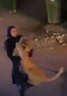 فيديو.. فتاة تلقي القبض على شبل أسد ضخم هارب في أحد أحياء الكويت