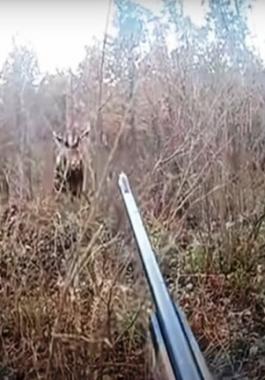 فيديو.. من صياد إلى فريسة 