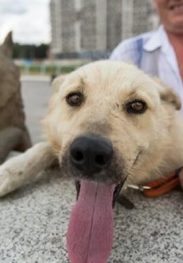 كلب فيضان 2013