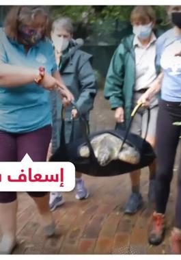إسعاف سلحفاة بحرية
