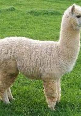 حيوان ألبكا