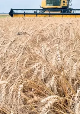 الحبوب والأسمدة.. مناورة بوتن الجديدة أمام عقوبات الغرب