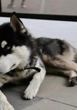 شاهد: جرو يجسد مجددا مثلا ساطعا في الإخلاص والوفاء