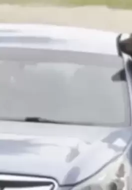 بالفيديو: بعدما وجد نفسه محتجزا لساعات..مقطع لدب يخرّب سيارة علق فيها