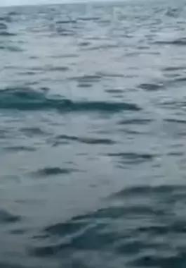 سباح بريطاني يروي تجربة إنقاذه من قرش بمساعدة دلافين