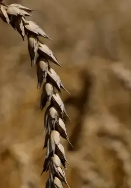 مصر تتحول إلى نظام جديد لشراء القمح