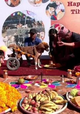 مهرجان لتكريم الكلاب