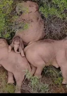 شاهد: في إحدى قرى الهند.. العثور على 24 فيلاً في حالة سُكر بعد شربهم خموراً ريفية