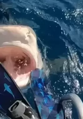 كان يصطاد فحاول القرش اصطياده