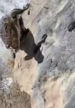 تمساح ينقض على صياد