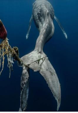 حوت ينازع الموت