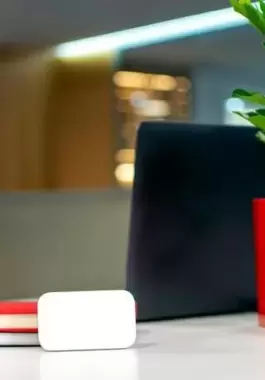 نباتات تجذب الحب في حياتك