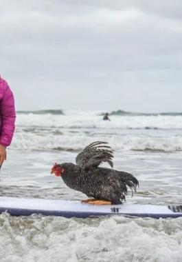 دجاجة تتزلق