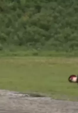 فيديو مثير لجندي خلال تتويج تشارلز.. سقوط ثم جر 