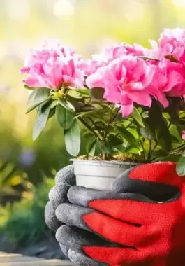 6 أفكار فنغ شوي لترتيب حديقة منزلك