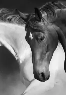 ما تفسير رؤية ركوب الخيل في الحلم؟
