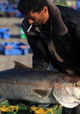 استيراد السمك من مصر لغزة