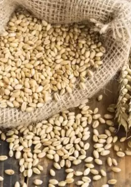 محصول الحبوب الأوكراني يرتفع 5 بالمئة في 2023