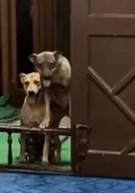 كلبان