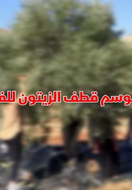 موسم الزيتون