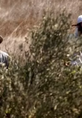 مستعمرون يسرقون ثمار الزيتون من أراضي سهل شرق طولكرم