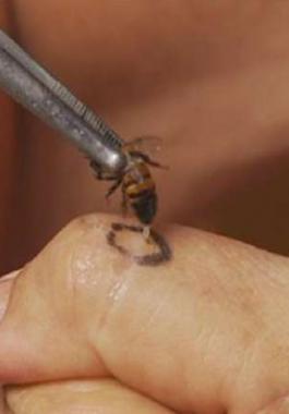 معجزة : ما سبب موت النحلة بعد اللدغ ؟؟