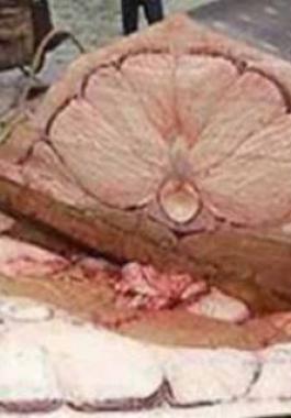 4-jpg-66114313417101345