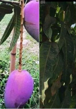 السعودية.. 40 صنفا ولونا في مهرجان المانجو