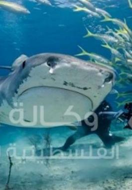 عجوز تحتفل بعيد ميلادها المئة مع أسماك القرش قبالة سواحل إفريقيا