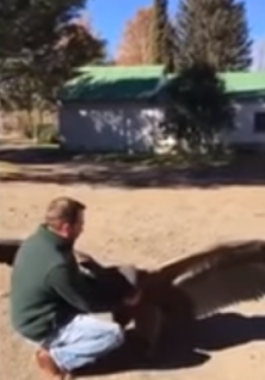 بالفيديو : رجل أنقذ طائر ضخم قبل سنوات ..لن تصدق ماذا فعل الطائرعندما شاهده!